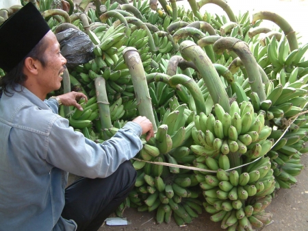 Budidaya Pisang