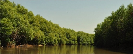 Hutan Mangrove - Kecamatan Nguling